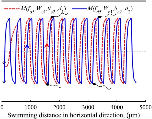 Figure 9. Sperm trajectories in the oscillating pattern.