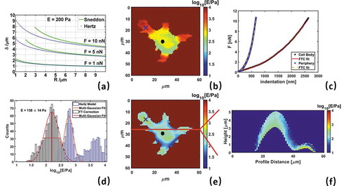 Figure 3. Contact mechanics models for Young’s modulus. a) Comparison of Hertz and Sneddon models for a 200 Pa sample varying force, indentation and probe radius. Reproduced with permission from [Citation30]. b) Young’s modulus map from same RAW264.7 cell of Figure 2 obtained with Hertz model (Eq. 2) c) Example of indentation curves with FTC fit for cell body and periphery d) Histogram of Young’s modulus values from Hertz and FTC model e) Young’s modulus map from same RAW264.7 cell of Figure 2 obtained with Hertz model f) example of stiffness tomography of a line in panel (e) dividing indentation in 100 intervals