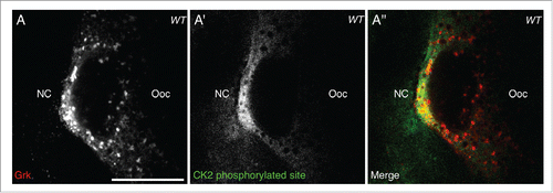 Figure 2. CK2 phosphorylation overlaps with Grk protein. Double immunofluorescent staining of wild-type (OregonR) egg chambers for Grk protein (red) and phosphorylated CK2 consensus sites (pS/pT-D-X-E, green) at stage 8 of oogenesis nurse cells (NC), oocyte (Ooc). (A) Grk protein is present at the dorsal-anterior corner of stage 8 oocytes (n = 15/15). (A′) CK2 phosphorylated sites are present at the dorsal-anterior corner and in the surrounding follicle cells, but absent from nurse cell cytoplasm and other regions of the oocyte (n = 15/15). (A″) Merge of the two stains showing that phosphorylated CK2 sites overlap with Grk protein secretion (n = 15/15). Single slices, scale bar 20 μm.