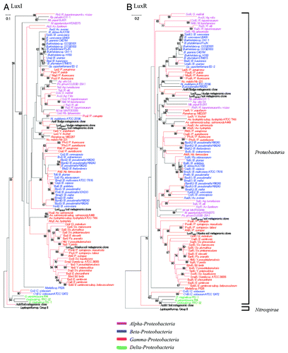 Figure 3. Phylogenetic trees of (A) LuxI and (B) LuxR protein sequence homologs obtained from Proteobacteria and Nitrospirae. The members isolated from metagenomic clones are indicated in bold type. The characterized proteins AubI, AubR, AusI, and AusR are highlighted by red closed boxes. Species belonging to the α-, β-, γ-, and δ-Proteobacteria are grouped within brackets. A Leptospirillum sequence is used as an outgroup. The bold brackets represent two groups of phyla. The branch length and bootstrap values were obtained from 1000 replicates using a neighbor-joining algorithm. Nodes lacking a number are those that could not be supported by more than 50% of the bootstrap value. The scale bars represent 0.1 and 0.2 substitutions per amino acid site, respectively. The red branches are sequences with experimental evidence. Abbreviations for the bacterial genus names are as follows: Ab, Acidithiobacillus; Ac, Acidovorax; Ae, Aeromonas; Ag, Agrobacterium; Az, Azospirillum; B, Burkholderia; C, Chromobacterium; Ci, Citrobacter; D, Desulfovibrio; E, Erwinia; Ed, Edward; G, Geobacter; Ga, Gallionella; M, Mesorhizobium; Mb, Methylobacterium; Ni, Nitrosospira; Nc, Nitrococcus; P, Pseudomonas; Pa, Pantoea; Po, Polymorphum; R, Rhizobium; Ra, Ralstonia; Rb, Rhodobacter; Rp, Rhodopseudomonas; S, Sinorhizobium; Se, Serratia; So, Sodalis; V, Vibrio; Y, Yersinia.