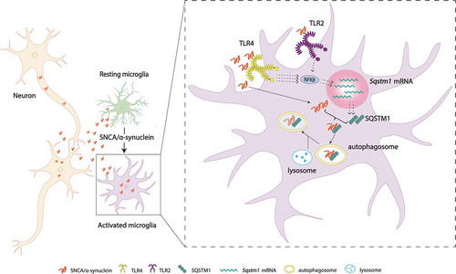 Figure 1. A hypothetical model of “synucleinphagy”. Neuron-released SNCA/α-synuclein is degraded through SQSTM1-mediated selective autophagy in microglia. SNCA/α-synuclein preferentially binds TLR4 over TLR2 and activates the NFKB pathway, which leads to transcriptional upregulation of Sqstm1 mRNA. SQSTM1 then binds and recruits the SNCA/α-synuclein to the phagophore for degradation through a lysosome. TLR4, toll like receptor 4; TLR2, toll like receptor 2.