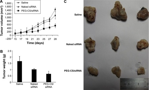 Figure 10 In vivo antitumor effect on 4Tl-bearing breast cancer mice model.Notes: (A) Tumor volume of mice treated with saline, naked siRNA, and PEG-CS/siRNA nanoparticles. (B) Tumor weight of mice treated with saline, naked siRNA, and PEG-CS/siRNA nanoparticles, *P<0.05 vs saline and naked siRNA, respectively. (C) Isolated tumor tissue of mice treated with saline, naked siRNA, and PEG-CS/siRNA nanoparticles. Data are mean ± SD, and P-values are a result of ANOVA.Abbreviations: PEG-CS, poly(ethylene glycol)-chitosan; siRNA, small interfering RNA.