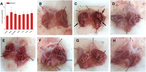 Figure 4 The viscera index of the stomach and the gross appearance of gastric mucosa in Wistar rats. Wistar rats were pre-treated as described in Table 1. After the pre-treatment, gastric mucosal injury was induced by the oral administration of ethanol. One hour after the ethanol challenge, the rats were sacrificed. The stomach was opened along the greater curvature and washed in ice-cold normal saline, followed by macroscopic observation. The stomach was weighted to measure (A) viscera index, while typical appearances of gastric mucosa in different groups: (B) Control, (C) Model, (D) Sucralfate, (E) BCM, (F) L-Se, (G) M-Se and (H) H-Se, were recorded. Severe hemorrhages (arrow) were found in Model group. # P < 0.05, versus Control.