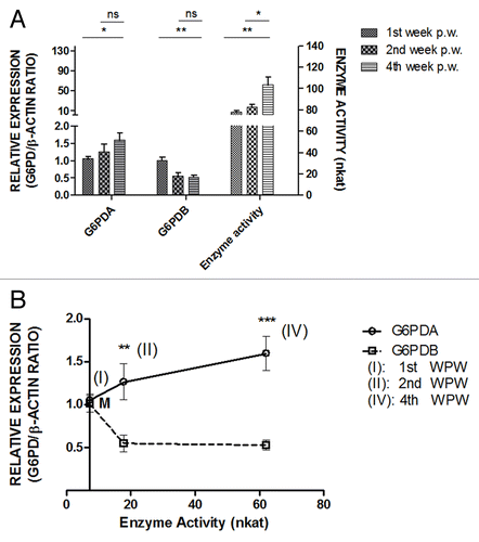 Figure 3. (A) Left-side graphs demonstrate the average relative expression of oG6PDA and oG6PDB proteins in the ovine adipose tissue, compared with the right-side graph of oG6PDH enzyme-specific activity (nkat) vs. WPW. One way ANOVA vs first WPW was performed to evaluate significant changes followed by the Bonferroni multiple comparison test. Values are in arbitrary units (mean ± SEM, *P < 0.05, **P < 0.01, ns = not significant). (B) Average relative expression of the oG6PDH protein isoforms in the ovine adipose tissue vs oG6PDH enzyme activity. x–y graph was plotted from mean ± SEM in every point. Points I, II, and IV indicate first, second WPW, and fourth WPW, respectively. Points II and IV show statistically significant differences between the two isoforms. M symbol is the cross-section of the two curves, where oG6PDA and oG6PDB has equal relative protein expression, and enzyme activity starts at 7.256 ± 3.040 (nkat). The values from the curve are relative expression (arbitrary units/nkat) (mean ± SEM, n = 6, **P < 0.01, ***P < 0.001).