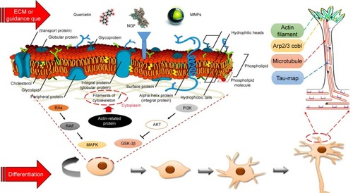 Figure 10 Schematic representation of different treatments (NGF plus iron oxide nanoparticle and quercetin) effects on PC12 cell signaling during differentiation. Growth factors such as NGF are optimally activated by their ligands but only under the appropriate condition of cell attachment. MNPs and quercetin as the neuroprotective agents induced neurite outgrowth by an ERK-dependent process.Abbreviations: ERK, extracellular signal-regulated kinase; NGF, nerve growth factor; MNP, magnetic nanoparticle; ECM, extracellular matrix.