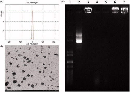Figure 3. (A) The zeta potential of the Arg-CS/pBMP-2 nanoparticles; (B) Nanoparticles morphological analysis by TEM; (C) Gel electrophoresis of Arg-CS/pBMP-2 nanoparticles, digests, and control samples. Lane 1 shows the DNA marker. Lane 2 shows naked plasmid DNA. Lane 3 shows Arg-CS/pBMP-2 nanoparticles. Lanes 4 and 5 show naked plasmid DNA digested by DNase I (2U, 4U respectively). Lanes 6 and 7 show Arg-CS/pBMP-2 nanoparticles digested by DNase I (2U, 4U respectively).