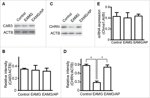 Figure 2. CAR3 regulates CHRN degradation in muscle cells. Gastrocnemius from control, EAMG and EAMG mice treated with AP was homogenized in lysis buffer containing 1% NP-40 and subject to SDS-PAGE and immunoblot analysis with anti-CAR3 (A) or anti-CHRN (C) antibodies. Densitometry quantification of total CAR3 (B) or CHRN (D) over ACTB/β-actin was performed using ImageJ software. (E) Total RNA was extracted from muscles, and quantitative reverse-transcribed PCR was performed using Chrna1-specific primer pairs. The results represent the mean ± SEM of 3 independent experiments (B, D, and E). *p < 0.05.