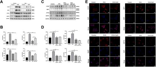 Figure 2 CpG-ODN suppresses OVA-induced endoplasmic reticulum stress. (A) Representative blots showing the protein levels of CHOP, XBP1, ATF6α and GRP78 in mice from control, OVA, CpG-ODN and OVA + CpG-ODN group. (B) Quantification of the expression of CHOP, XBP1, ATF6α and GRP78 as referencing to GAPDH in lung extract. (C) Representative blots showing the expression of CHOP, XBP1, ATF6α and GRP78 in RAW264.7 from control, OVA, OVA + 1.5μM CpG-ODN and OVA + 5μM CpG-ODN group. (D) Quantification of the expression of CHOP, XBP1, ATF6α and GRP78 as referencing to GAPDH in RAW264.7 cells. (E) By using immunofluorescence, the expression of CHOP, XBP1, ATF6α and GRP78 in RAW264.7 was detected by confocal microscopy (magnification ×63 oil). Nuclei were stained by DAPI. The scale bar is 10 μm. Data were expressed as mean ± SEM of six mice per group or three experiments for RAW264.7 cells. *p < 0.05, **p < 0.01, ***p < 0.001.