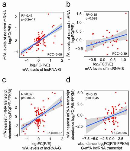 Figure 6. Correlation analyses of m6A methylated lncRNAs and their nearest mRNAs at E- and P-stage. (a, b) The positive correlation of m6A levels of genic (a) and separated (b) lncRNAs with their nearest mRNAs at E- and P-stage. (c) The positive correlation between the m6A levels of genic lncRNAs and the transcript abundance of their nearest mRNAs. (d) The positive transcript abundance correlation between the genic m6A lncRNAs and the m6A methylated nearest mRNAs. FC: fold change; PCC: Pearson correlation coefficients; R2: the goodness-of-fit for the linear regression model; FPKM: fragments per kilobase of transcript per million mapped reads. The correlation criteria were PCC > 0.25 and p < 0.05