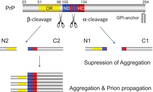 Figure 4. α-cleavage of PrP suppresses aggregation and prion propagation of PrP in marked contrast to β-cleavage which promotes that of PrP. The blue, yellow, and red columns indicate octameric repeats region (OR), neurotoxic domain (ND), and hydrophobic core (HC), respectively. The blue and red striped pattern shows the ND region that overlap with HC region.