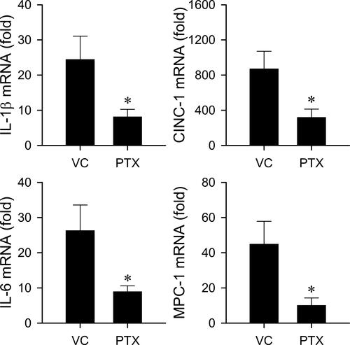 Figure 3 Pentoxifylline attenuates cadmium-induced neuroinflammation in RVLM. mRNA level of IL-1β, IL-6, CINC-1 and MCP-1 in RVLM detected after intravenous administration of cadmium (Cd; 4 mg/kg) in rats that received pretreatment with an anti-inflammatory drug, pentoxifylline (PTX; 50 mg/kg, i.p.) or vehicle control (sterile water). Tissue samples were collected at 240 min after administration of cadmium. Values are mean ± SEM, n = 3 animals per experimental group. *P < 0.05 vs vehicle-control (VC) group in Student’s t-test.