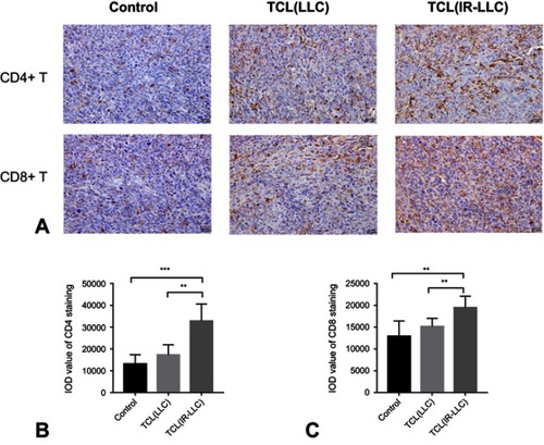 Figure 5 The vaccine increased the immune infiltration of T-cells in tumor tissue. (A) Representative images of immunochemistry staining for CD4+and CD8+ T-cells of tumor tissues in three groups. (B) The statistical results of the IOD value of CD4 staining in three groups. (C) The statistical results of the IOD value of CD8 staining in three groups. The data shown are the representative of three experiments (**P<0.01; ***P<0.001).Abbreviations: IOD, integrated option density; TCL, tumor cell lysates; IR, irradiation; LLC, Lewis lung cancer.