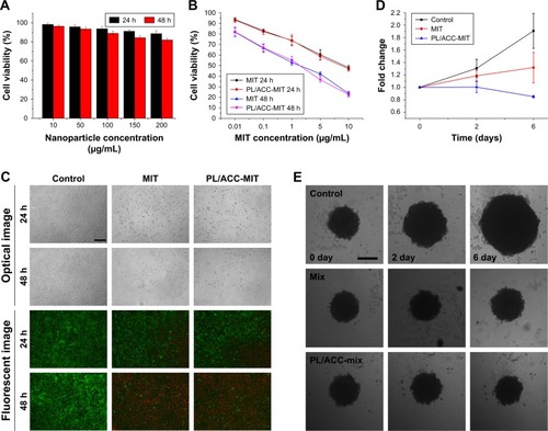 Figure 6 In vitro cytotoxicity of PL/ACC-MIT nanoparticles.Notes: (A) Cell viabilities of HeLa cells incubated with drug-free PL/ACC at different nanoparticle concentrations (10–200 µg/mL) for 24 and 48 hours. (B) Cell viabilities of HeLa cells incubated with free MIT or PL/ACC-MIT nanoparticles at different MIT concentrations (0.01–10 µg/mL) for 24 and 48 hours. (C) Representative optical and fluorescent images of HeLa cells treated with different formulations (MIT concentration of 10 µg/mL) for 24 and 48 hours. (D) The diameter changes of MCTS after treatment with saline, free MIT, or PL/ACC-MIT nanoparticles for 6 days (MIT concentration: 2 µg/mL). (E) Optical images of MCTS after treatment with different formulations. Results were expressed as mean ± SD (n=3). Scale bar: 200 µm.Abbreviations: ACC, amorphous calcium carbonate; MCTS, multicellular tumor spheroid; MIT, mitoxantrone; PL, phospholipid.