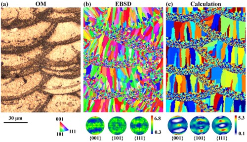 Figure 12. (a) The LPBF sample prepared by scanning strategy No.1, the cross-section parallel to the BD direction presents a regular fish-scale topography after corrosion; (b) EBSD-IPF map of the fish scale region, reflecting the grain morphology; (c) Numerical calculation of the microstructure morphology map after solidification of multi-pass and multi-layer melt pools based on the experimental parameters of scan spacing and powder layer thickness.