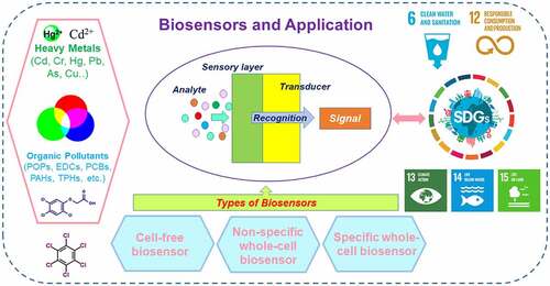 Figure 2. The types of biosensors and the applications on SDGs achievements. The different environmental pollutants including heavy metals and organic pollutants could trigger the sensing, transducing, and signaling of biosensors. The different types of biosensors include cell-free biosensor, nonspecific whole-cell biosensor, and specific whole-cell biosensor, which is categorized mainly by their sensing elements and selectivity. Those biosensors detecting the environmental pollutants could help achieving SDG 6, 12, 13, 14, 15.