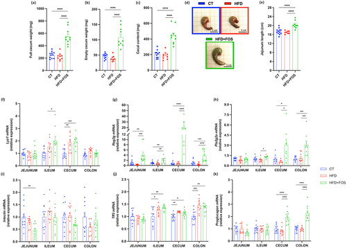 Figure 2. Oligofructose increases microbiota fermentation, intestinal cell proliferation and markers of the gut barrier. (a) Full cecum, (b) empty cecum and (c) cecal content weight in grams after 6 weeks of treatment. (d) Representative images of the cecum taken immediately after sacrificing the mice. (e) Jejunum length in centimeters. (f-k) mRNA relative expression of markers of the gut barrier function measured in the jejunum, ileum, cecum and colon: antimicrobial peptides (f) Lysozyme C (Lyz1), (g) Regenerating islet-derived 3-gamma (Reg3g), (h) Phospholipase A2 group II (Pla2g2); (i) Intectin; (j) Trefoil factor 3 (Tff3); (k) Proglucagon. Data are means ± s.e.m. (n = 9–12/group). Data were analyzed using one-way ANOVA followed by Tukey post hoc test. Data with different subscript letters are significantly different (P < 0.05). *P < 0.05; **P < 0.01; ***P < 0.001; ****P < 0.0001.