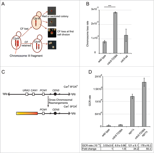 Figure 6. cdc5-T238A cells have altered genome stability. (A) Schematic representation of chromosome loss assay to determine the chromosome loss rate per cell per generation. Only half red-sectored events were scored (see materials and methods). (B) Graph showing chromosome loss rate of strains Y1973 (wild type) Y1979 (cdc5-T238A) and Y2371 (cdc5-ad). P value was calculated by 2 tailed student's t-test. The data represents at least 3 independent experiments. (C) Schematic representation of gross chromosomal rearrangement (GCR) assay. (D) GCR rate was measured in the strains: Y101C7/C8 (wild type), Y3359/60 (cdc5-T238A), Y3510/32 (sgs1Δ) and Y3529/30 (cdc5-T238A::3xHA, sgs1Δ) by selecting for simultaneous loss of the CAN1 and URA3 genes on chromosome V. The graph shows mean and standard deviations of at least 2 independent biological isolates for each mutant.