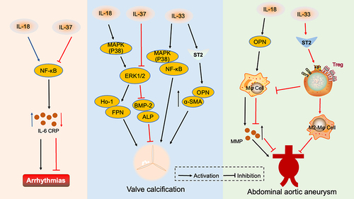 Figure 3 Interleukin 1 family in other cardiovascular diseases. IL-18 activates the NF-κB signaling pathway, causing the release of inflammatory factors and inducing arrhythmia. However, IL-37 reduces the incidence of arrhythmia by inhibiting the NF-κB pathway. IL-18 activates the MAPK(p38)/ERK1/2 signaling pathway, promotes HO-1 and FPN secretion, and accelerates valve calcification. IL-33 mediates the MAPK(p38)/ NF-κB signaling pathway and promotes OPN and α-SMA secretion through IL-33/ST2, which aggravates valve calcification. IL-37 inhibits ERK1/2 and reduces BMP-2 and ALP release, thus reducing valve calcification. IL-18 promotes the secretion of OPN which causes macrophages to secrete MMP and aggravates abdominal aortic aneurysm. IL-33 binds to the ST2 receptor and enriches Treg, to exert an inhibitory effect on abdominal aortic aneurysm by inhibiting macrophage MMP secretion and promoting macrophage conversion to the M2 phenotype.