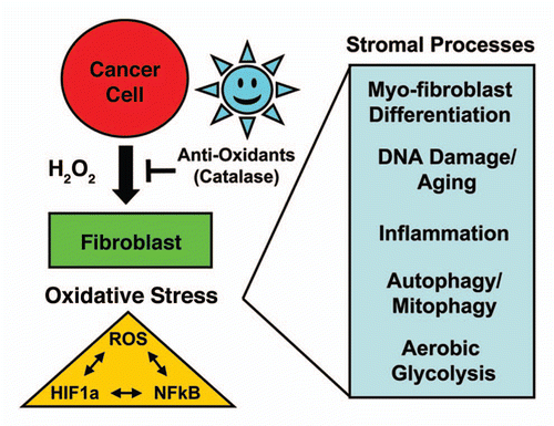 Figure 1 Cancer cells initially produce hydrogen peroxide, which “fertilizes” the tumor microenvironment. See text for details. In this model, cancer cells initially produce and secrete hydrogen peroxide that induces oxidative stress in adjacent cancer-associated fibroblasts. Then, cancer cells mount an anti-oxidant defense by expressing key proteins, such as the peroxiredoxins and TIGAR. Oxidative stress and ROS production in cancer associated fibroblasts then “fertilizes” the tumor microenvironment via myofibroblast differentiation and DNA damage, autophagy/mitophagy, aerobic glycolysis and inflammation. Oxidative stress activates two major transcription factors in cancer-associated fibroblasts, namely HIF1α (aerobic glycolysis) and NFκB (inflammation), which both contribute to the induction of autophagy and mitophagy. ROS production in the tumor microenvironment also has a mutagenic “Bystander Effect” on cancer cells, driving their evolution toward a more aggressive phenotype, aneuploidy and genomic instability. Importantly, antioxidants that neutralize hydrogen peroxide [such as catalase and N-acetyl-cysteine (NAC)] should prevent “fertilization” of the soil.