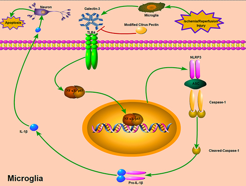 Figure 12 Potential mechanisms by which MCP protects against cerebral ischemia/reperfusion injury. MCP indicates modified citrus pectin. Cerebral ischemic insult may promote the expression of galectin-3 in microglia, and then trigger the activation of NLRP3 inflammasome in microglia through TLR4/NF-κB signaling pathway, which converts caspase-1 into cleaved-caspase-1. Cleaved-caspase-1 further converts pro-IL-1β into IL-1β, which is then secreted into the extracellular space and contributes to secondary inflammatory response. The neuroprotective effects of MCP on anti-inflammation through blocking expression of galectin-3 was mediated by the axis of TLR4/NF-κB/NLRP3/cleaved-caspase-1/IL-1β in microglia.