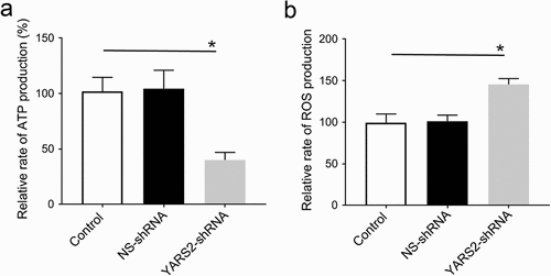 Figure 6. Determination of ATP and ROS levels in SW620 cells. (a) YARS2 knockdown cells exhibited significantly reduced mitochondrial ATP levels. (b) Relative levels of ROS production. Data are expressed as means ± SD. *, P < .05, n = 3.