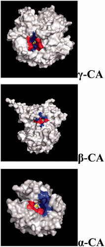 Figure 5. Three-dimensional structure of gamma- (Cam), beta- (Can2) and alpha- (hCA II) CAs, with a view of the catalytic pocket.