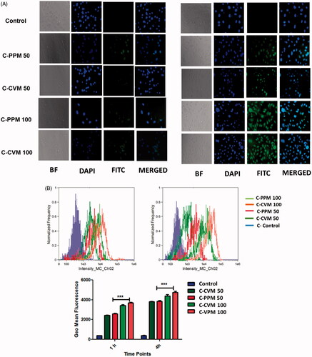 Figure 5. Cellular uptake of Cur loaded in C-PPM and C-CVM. (A) Fluorescent images at 1 and 4 h; (B) Flow cytometer data of MDA MB-231 cells treated with C-CVM and C-PPM at 50 and 100 μg/mL of curcumin for 1 and 4 h. For each panel in A, the images are in the order, that is, bright field, nuclei stained by using DAPI (blue), Cur fluorescence and overlay-images of both the fluorescence images. For Figure B, geo mean fluorescence data are mean ± SD, averaged from three separate experiments. Statistical significance in difference between the means was analyzed by Student’s t-test, ***p < .001.