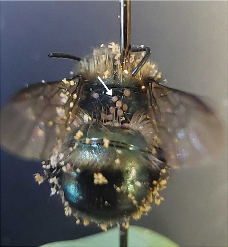 Figure 3. Osmia lignaria adult male pin mounted with phoretic deutonymphs (arrow) attached to posterior thorax. Phoretic deutonymphs primarily attach to their host in this location because it is difficult for their host to remove mites from this area when grooming. Phoretic deutonymphs were individually removed from the bee hosts with forceps or with a disposable mascara wand while using a dissecting microscope.