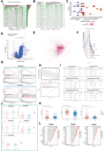 Figure 3 Analysis of connexins-related functions. (A) Mutation annotation of the top 20 frequently mutated genes in the TCGA-COADREAD cohort.(B) Comparison of the difference in mutation between C1 and C2 clusters. (C) The heatmap shows the correlation between the expression level of the 21 connexins in important cancer signaling pathways. The global percentage of cancers in which a gene has an effect on the pathway in COAD and READ, is shown as the percentage: (number of activated/inhibited cancer types/2 *100%). “Pathway activate” (red) represents the percentage of cancers in which a pathway may be activated by given genes, inhibition in a similar way shown as “pathway inhibit” (blue). (D) Volcano plot of Differentially expressed genes (DEGs) induced by alterations in connexins levels. red dots, with statistical significance; blue dots, not statistically significant; abscissa, expression differences (log2 fold change); ordinate, significance of differences (−log10 P value). (E) Network of DEGs. Darker colors and larger sizes indicate higher degrees. (F) The correlation between 10 hub genes from the network and important cancer signaling pathways. Red stands for COAD and blue stands for READ; the solid line represents activation and the dashed line represents inhibition. (G) GSEA of the status of special biological pathways in two connexins phenotypes. (H) LASSO model fitting. Each curve represents a gene. The profiles of coefficients were plotted versus log(λ). Vertical lines indicate the positions of seven genes with coefficients greater than 0 determined by 10-fold cross-validation. λ was determined from 10-fold cross-validation. The x-axis represents log(λ); the y-axis represents binomial deviance. Optimal values calculated from minimum criteria and one standard error of the criteria are indicated by the dotted vertical lines. (I) Univariate Forest plot and multivariate forest plot showing association between 4 candidate genes expression and OS, PFI, DSS in CRC. (J) Differential expression of GJA3, GJA4, and GJB6 between normal tissue and CRC tissue by using public datasets from Gene Expression Omnibus (GSE10950 and GSE44861). (K) Differential expression of GJA3, GJA4, and GJB6 between C1 and C2 clusters based on TCGA-COADREAD data. (L) Relationship between GJA3, GJA4, GJB6 levels and immune cell infiltration based on ssGSEA. The size of the bubble represents the strength of the correlation and the color of the bubble represents the P-value. (*P < 0.05, ****P < 0.0001).