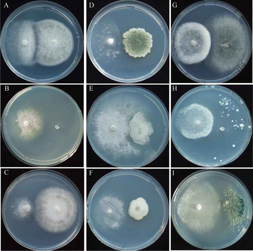 Figure 3. Mycelial interactions between Coprinopsis phlyctidospora and non-ammonia fungi. C. phlyctidospora /Asp. niger at pH 5.5 (A) urea, 9th day; (B) NO2-N, 18th day; (C) NO3-N, 12th day. C. phlyctidospora/P. citrinum at pH 5.5 (D) urea, 12th day; (E) NO2-N, 18th day; (F) NO3-N, 12th day. C. phlyctidospora/T. viride at pH 5.5 (G) urea, 12th day; (H) NO2-N, 18th day; (I) NO3-N 12th day.