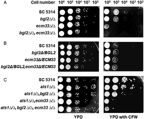 Figure 3. Susceptibility of C. albicans strains deleted in BGL2 and ECM33 to Calcofluor white (CFW). (A) C. albicans SC5314 (wild-type), bgl2∆/∆ (BGL2M4), ecm33∆/∆ (ECM33M4), and bgl2∆/∆,ecm33∆/∆ (BEM4) were serially diluted and spotted onto YPD agar plates and YPD agar plates containing 12.5 μg/mL CFW and incubated at 30°C for 24 h; (B) C. albicans SC5314 (wild-type), and restored strains bgl2Δ/BGL2 (BGL2MK2), ecm33Δ/ECM33 (ECM33MK2), and bgl2Δ/BGL2,ecm33Δ/ECM33 (BEMK2) were serially diluted and spotted onto YPD agar plates and YPD agar plates containing 12.5 μg/mL CFW and incubated at 30°C for 24 h: (C) C. albicans SC5314 (wild-type), als1∆/∆ (ALS1M4), als1∆/∆,bgl2∆/∆ (ABM4), als1∆/∆,ecm33∆/∆ (AEM4), and als1∆/∆, bgl2∆/∆, ecm33∆/∆ (ABEM4) were serially diluted and spotted onto YPD agar plates and YPD agar plates containing 12.5 μg/mL CFW and incubated at 30°C for 24 h