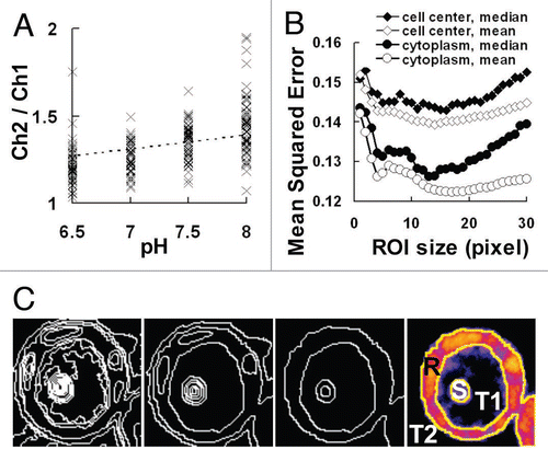 Figure 3 Regression line for pH monitoring and its evaluation by MSE. (A) Scatter plot of the channel ratio in cells adjusted to pH 6.5 to 8.0. The regression line obtained by the least-square method is shown as a dotted-line. (B) Changes in the MSE (mean squared error) of the regression line by the region of interest (ROI) size. The ROI was selected from the cell center or cytoplasm and an averaging or median filter of the indicated ROI size was used in the processing, respectively. (C) Images processed by automatic segmentation of cell B in Figure 1. From left to right panels, pixels were connected according to their similarity and the image was finally segmented into the four regions of the cytoplasm (R), cell nuclei or nucleus (S), vacuole (T1) and the cell exterior (T2).