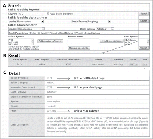 Figure 2. A flowchart for retrieving ncRNA-associated cell death interaction entry. (A) Three searching paths for retrieving the ncRNA-mediated cell death system. (B) The result of a representative database entry. (C) The detailed information for an ncRNA-associated cell death entry. In the results and detail pages, ncRDeathDB linked each ncRNA/protein to their corresponding detail pages and PMID to NCBI PubMed database.