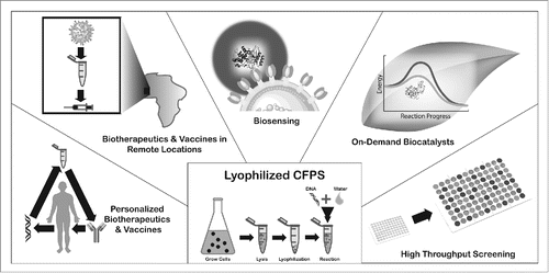 Figure 1. Future applications of shelf-stable protein expression systems. Lyophilized protein expression reactions are activated by the addition of water and nucleic acid, and have the potential to enable innovative applications in personalized biotherapeutics and vaccines, biotherapeutic and vaccine production in remote locations, biosensing, on-demand biocatalysis, and high throughput production.