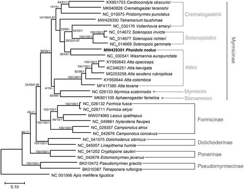 Figure 1. Maximum likelihood phylogenetic tree based on the concatenated PCGs and 2 rTNA genes of 30 Hymenoptera species (29 ants and one bee). Maximum likelihood and Bayesian inference phylogenetic trees were topologically identical. The numbers at the nodes indicate bootstrap support values of maximum likelihood and neighbor-joining trees and posterior probabilities of the Bayesian inference tree.