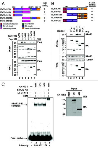 Figure 5. Interaction domain mapping of HIC1 and STAT3 (A) Schematic presentation of STAT3 domains and deletion mutants used in this study. The interaction of each STAT3 deletion mutant with HIC1 is indicated (top panel). Western blots show immunoprecipitation of 293T cells expressing HA-tagged STAT3 deletion mutants and Flag-tagged HIC1 with anti-HA antibody (bottom panel). (B) Schematic presentation of HIC1 domains and deletion mutants used in this study. The interaction of each HIC1 deletion mutant with STAT3 is indicated. BTB, BTB-POZ domain; CR, central region; ZF, zinc finger domain. Western blots show the immunoprecipitation of 293T cells expressing HA-tagged HIC1 deletion mutants and STAT3 by anti-HA or STAT3 antibody. (C) Phosphoimager analysis of the EMSA gel showing 32P-labeled SIE oligonucleotide with nuclear extracts from 293T cells transfected with HA-STAT3 and treated with OSM (20 ng/ml; 30 min) incubated with in vitro-synthesized HIC1 wild-type or (1–420) mutant fragment proteins or anti-STAT3 for supershift as indicated. The western blot shows the levels of indicated proteins added to the nuclear extracts for EMSA (input). The intensity of STAT3/SIE complex was quantified by densitometry and the relative binding of STAT3 to SIE is indicated after normalization to the sample with OSM treatment taken as 1.