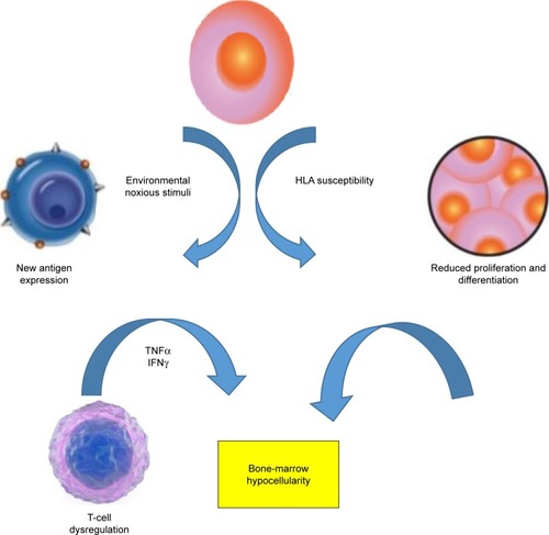 Figure 1 Pathophysiologic mechanisms of aplastic anemia.