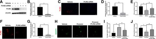 Figure 4 T PLIN2 knock down alleviated PE deficiency in stressed RVLM of rats and/or prorenin-treated microglia. (A and B) Western blot results showed that PLIN2 protein was deleted in the RVLM of PLIN2-siRNA microinjected rats. (C and D) Immuno-fluorescent staining also showed that PLIN2 protein in RVLM was deleted in PLIN2-siRNA microinjection rats. Scale bar = 100 μm. (E) The results of PE assay showed knock down PLIN2 alleviates stress-induced PE deficiency in RVLM of rats. (F and G) Immunofluorescent staining result showed PLIN2 deletion was achieved in the cultured microglia. Scale bar = 4 μm. (H and I) BODIPY staining showed PLIN2 knock down attenuated LDs accumulation in cultured microglia stimulated by prorenin. Scale bar = 4 μm. (J) The results of PE assay further verified that knocked down of PLIN2 alleviated PE deficiency in the prorenin-treated microglia. Data are presented as the mean ± SD. n = 6–8, *p < 0.05, #p < 0.05, t-test.