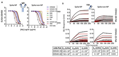 Figure 2. Characterize and compare antigenicity of spike NP and spike non-NP. (A) Antibody (IgG format) binding to spike NP protein (left) and spike non-NP (right) in ELISAs with raw curves displayed. Antibodies targeting RBD and NTD were indicated with a control HIV antibody. (B) Kinetics of antibody Fab-spike binding characterization by Bio-Layer Interferometry (BLI). BLI curves were generated with two published antibody Fab format COVA1-18 on the top and COVA1-22 at the bottom, immobilized on anti-human Fab-CH1 sensors, followed by probing with spike NP or non-NP proteins at concentrations of 250, 125, 62.5, 31.3, 15.6, 7.8 and 3.9 nM. Raw and fit curves were labeled in black and red, respectively. Binding kinetic measurements were indicated below the sensograms.