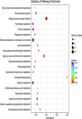 Figure 3 Scatter plot of KEGG enrichment of differential genes. The vertical axis represents the name of the pathway, the horizontal axis represents the enrichment factor, the size of the dots indicates the number of differentially expressed genes in this pathway, and the color of the dots corresponds to different q value ranges.