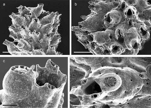 Figure 39. Celleporina cf. canariensis. (a) Colony. (b) Zooids. (c, d) Maternal zooid with ovicell. Scale: (a) 1 mm; (b) 500 µm; (c) 100 µm; (d) 200 µm.
