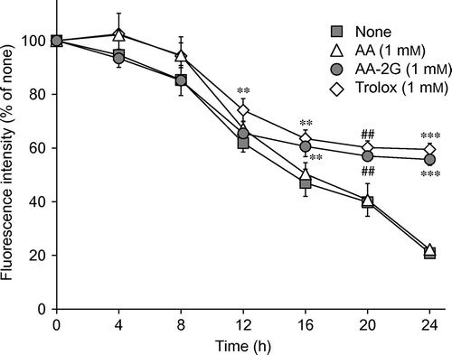 Fig. 6. Time-course characteristics for the cytoprotective effects of AA, AA-2G, and Trolox against AAPH-Induced oxidative stress.Note: Plated cells (1.0 × 104 cells/well) were cultured for 24 h. The cells were then incubated with the indicated concentrations of antioxidants and AAPH (15 mM). After 4, 8, 12, 16, and 20 h, the medium was replaced with a fresh one, and cell viability was determined after 24-h incubation by using calcein-AM. Data are expressed as the mean of three independent experiments. Bars indicate SD. ##p < 0.01 (Dunnett’s T3-test), **p < 0.01, ***p < 0.001 (Dunnett’s t-test) vs. the respective control (None).