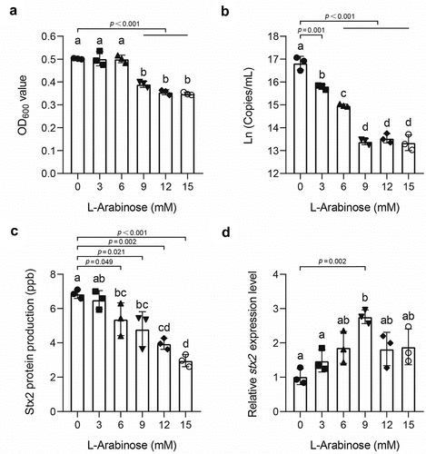 Figure 2. L-Arabinose inhibits Stx2 phage production in E. coli O157:H7 Cell densities (a), Stx2 phage production (b), Stx2 protein production (c), and stx2 mRNA expression levels (d) of E. coli O157:H7 upon 24 h growth in LB medium supplemented with 0, 3, 6, 9, 12, and 15 mM L-arabinose. All data are presented as mean ± standard deviation and analyzed based on three biological replicates.