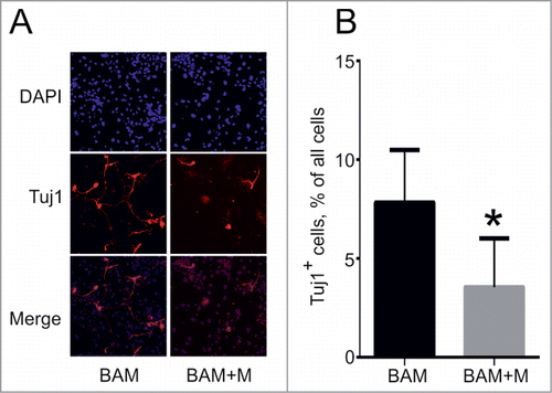 Figure 5. Effect of cMyc overexpression on direct conversion of MEFs into neuronal cells. (A) Phenotype of Tuj1+ neuronal cells (red) obtained from MEFs 18 d after transduction with BAM and BAM+M lentiviruses. (B) Percentage of Tuj1+ cells out of all cells obtained at day 18. BAM+M – MEFs transduced with BAM and cMyc viruses, BAM – MEFs transduced with BAM viruses only. Number of experiments for each condition: N = 6. Data are presented as means ± SEM (standard error of means). *P < 0.05