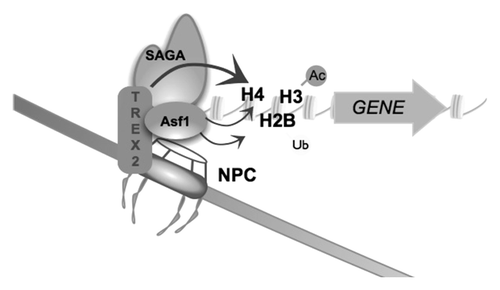 Figure 7. Asf1 interacts physically with TREX-2, SAGA, and NPC factors SAGA and TREX-2 regulate the tethering of some genes to the NPC. H3K56 acetylation (Ac) and H2B monoubiquitination (Ub) are affected by deletions of Asf1 and TREX-2. Incorporation into chromatin of histones H3 and H4 depends on the TREX-2 factors Sus1 and Thp1. These results open the possibility of a functional crosstalk between SAGA and H3K56ac mediated by Asf1 in the context of DNA replication or transcription at NPC-gated genes in which the chromatin context might be relevant.