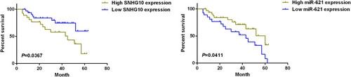 Figure 3 High level of SNHG10 is associated with poor survival of AML patients. Kaplan–Meier curve for the analysis of the association between the survival of AML patients and the expression level of SNHG10 or miR-621. Patients with high lncRNA SNHG10 expression or low miR-621 expression had poorer survival.