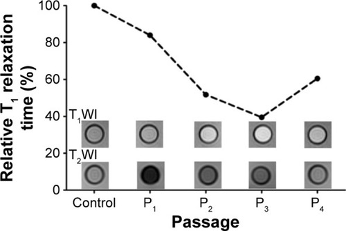 Figure 9 MRI of subcultured labeled TVECs.Notes: MRI showed that the signal intensity from P1 to P4 in T2WI gradually increased and P4 had almost equal signal intensity with control group. In T1WI, the signal intensity from P1 to P3 gradually increased and that of P4 came down to the control. The plot showed that the T1 relaxation time from P1 to P4 decreased firstly and then increased back.Abbreviations: MRI, magnetic resonance imaging; T1WI, T1-weighted imaging; T2WI, T2-weighted imaging; TVECs, tumor vascular endothelial cells.