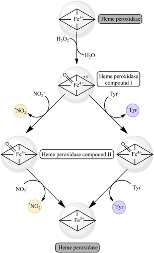 Figure 4. Heme peroxidase-dependent tyrosine nitration in the presence of H2O2 and NO2−. Heme peroxidases can reduce H2O2 by two electrons to H2O, producing the oxidized compound I intermediate. This intermediate can oxidize by one-electron either tyrosine residues or nitrite, yielding tyrosyl radical or nitrogen dioxide, evolving to the compound II intermediate. Analogously, compound II can act also as a one-electron oxidant, able to oxidize tyrosine residues to tyrosyl radicals and NO2− to nitrogen dioxide. In this way, both tyrosyl radicals and nitrogen dioxide are produced and lead to 3-nitrotyrosine formation; also, 3,3′-dityrosine may be produced by the recombination of two tyrosyl radicals.