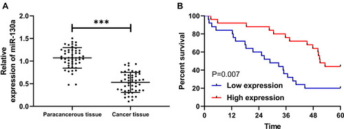 Figure 1 Expression and survival of miR-130a in NSCLC patients. (A) miR-130a is low expressed in NSCLC patients. (B) 5-year survival rate is decreased in patients with low miR-130a expression. ***P<0.001.