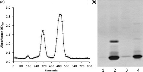 Figure 1. Purification of parvalbumin from grass carp by Sephadex G-75 chromatography (a) and SDS-PAGE analysis of the eluted protein (b), b: line1, the first peak of OD220; line 2, the second peak of OD220; line 3, the third peak of OD220; line 4, parvalbumin extract.